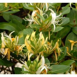 LONICERA japonica Halliana...