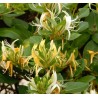 LONICERA japonica Halliana - Chèvrefeuille du japon 'Halliana'