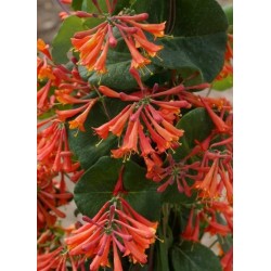 LONICERA x brownii...