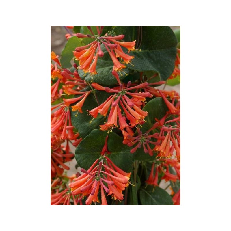 LONICERA x brownii 'DROPMORE SCARLET' -  Chèvrefeuille hybride Dropmore Scarlet 