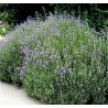 LAVANDULA Hidcote - Lavande bleue