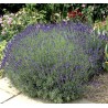 LAVANDULA Hidcote - Lavande bleue