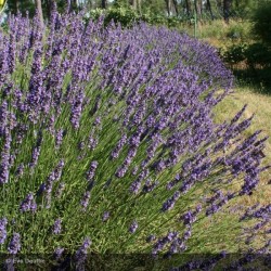 LAVANDULA x intermedia...