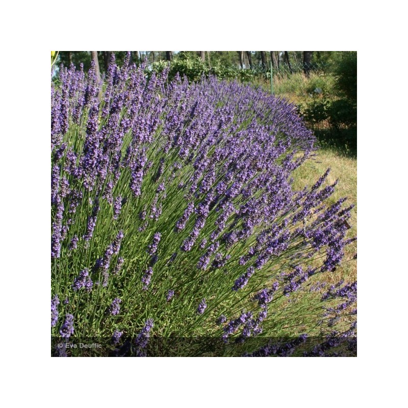 LAVANDULA x intermedia Grosso - Lavande vraie 'Grosso'