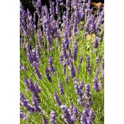 LAVANDULA x intermedia Grosso - Lavande vraie 'Grosso'