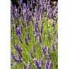 LAVANDULA x intermedia Grosso - Lavande vraie 'Grosso'