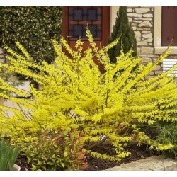 FORSYTHIA x intermedia Marée d'or