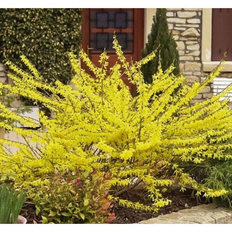 FORSYTHIA x intermedia Marée d'or