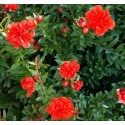 PUNICA granatum Maxima rubra - Grenadier à fleurs Maxima Rubra