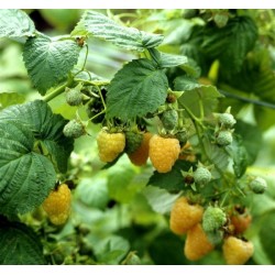 Rubus idaeus "Fallgold" -...