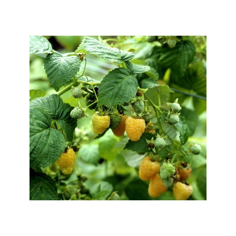 Rubus idaeus "Fallgold" - Framboisier jaune "Fallgold"