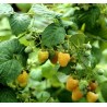 Rubus idaeus "Fallgold" - Framboisier jaune "Fallgold"