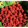 Framboisier Héritage / Rubus idaeus 'Heritage'