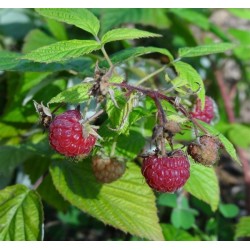 Framboisier Héritage / Rubus idaeus 'Heritage'