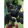 Mûre grimpant / Rubus fruticosus 'Thornfree'