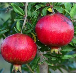 PUNICA granatum - Grenadier à fruits