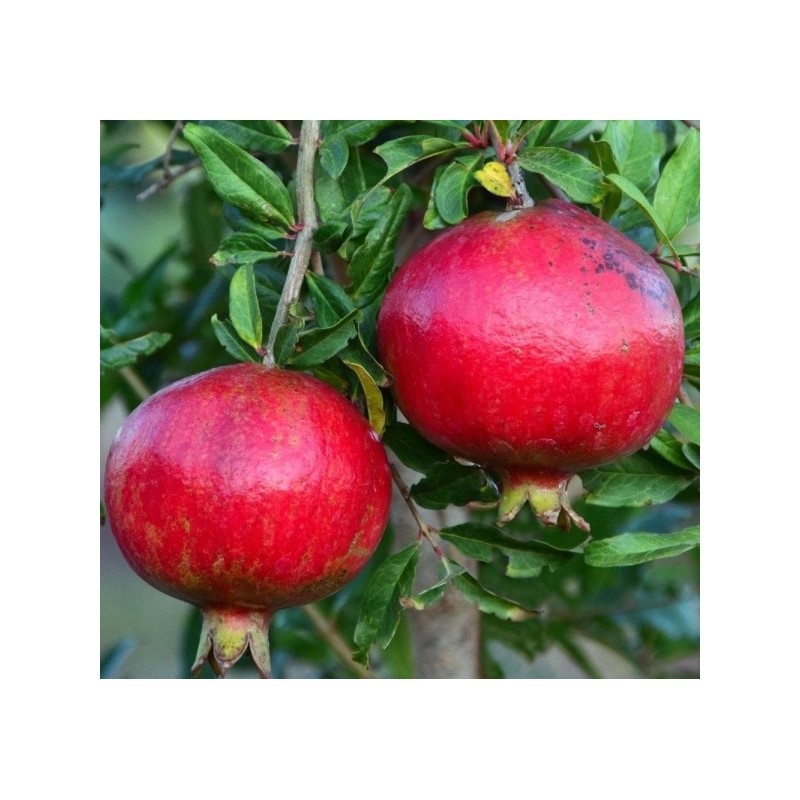 PUNICA granatum - Grenadier à fruits