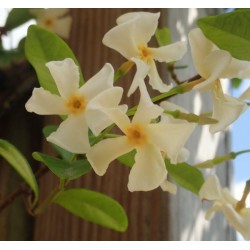 Faux jasmin jaune / Trachelospermum