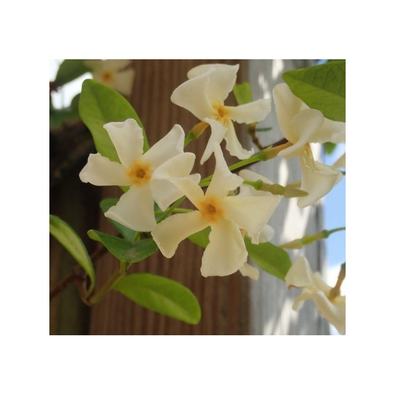 Faux jasmin jaune / Trachelospermum