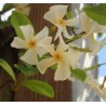 Faux jasmin jaune / Trachelospermum