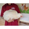 Poule grande race Cochin blanche