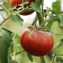  graines de légumes - graine de tomate bio - tomate noire de crimee - jardinerie - jardin - légumes