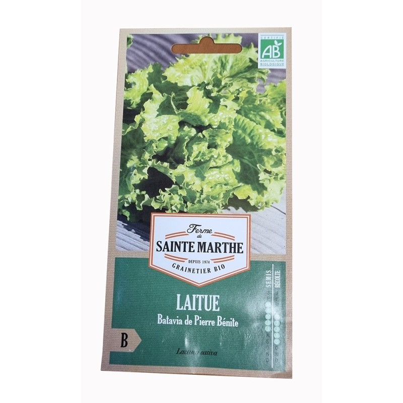 Graine de salade - graine de laitue - jardin - graines - légumes - Lactuca sativa