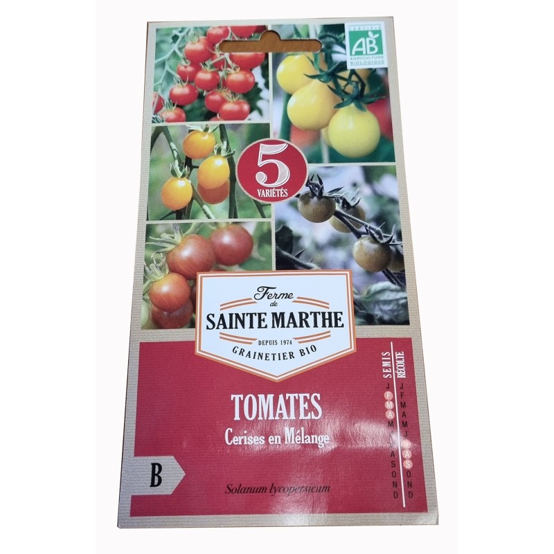 Tomate cerise : semis, plantation, culture, récolte au jardin