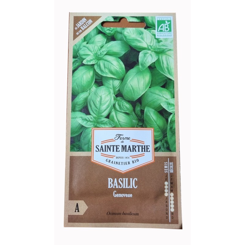 Basilic, plant aromatique France