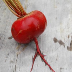 graine de betterave - jardin - graines - légumes - Beta vulgaris