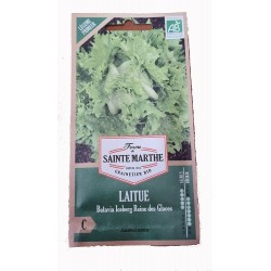 Graine de salade - graine de laitue - jardin - graines - légumes - Lactuca sativa