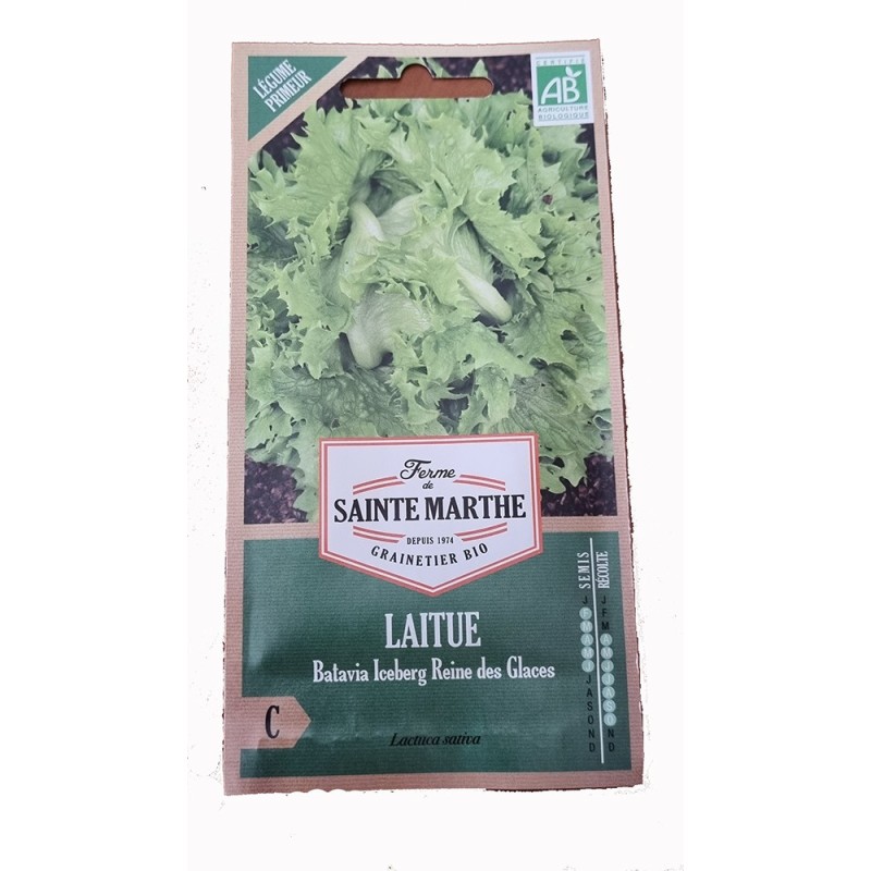 Graine de salade - graine de laitue - jardin - graines - légumes - Lactuca sativa