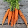 Graine de carotte - jardin - graines - légumes - Daucus carota