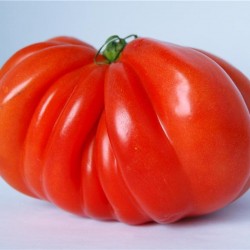 Sachet de graine de tomate 5 variétés certifié AB