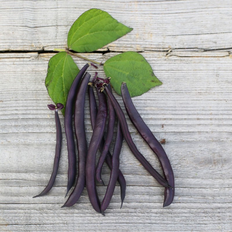 haricot bio - jardinerie - jardin - légumes - haricot mangetout - haricot rouge