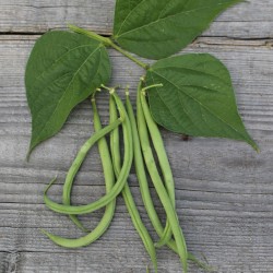 haricot bio - jardinerie - jardin - légumes - Phaseolus vulgaris