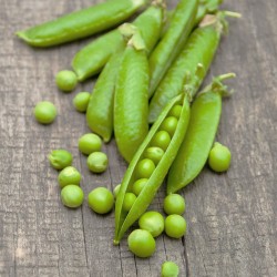 pois à ecosser - jardinerie - jardin - légumes - pisum sativum