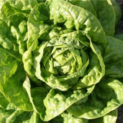 Graine de salade - graine de laitue - jardin - graines - légumes - Lactuca sativa