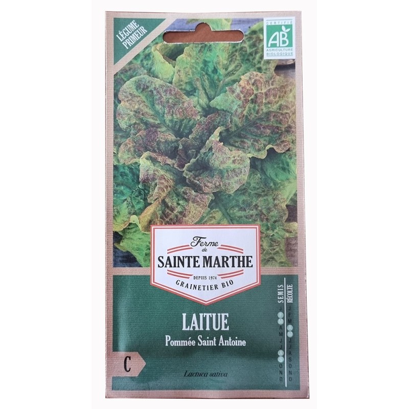 Graine de salade - graine de laitue - jardin - graines - légumes - Lactuca sativa