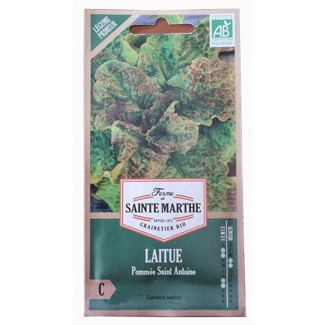 Laitue Pommée Saint Antoine AB - Sachet de 500 graines