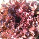 Laitue à couper Red Salad Bowl AB - Sachet de 500 graines