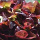 Laitue à couper Red Salad Bowl AB - Sachet de 500 graines