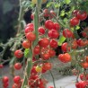 graines de tomates - graine de tomate bio - jardinerie - légumes - tomate cerise