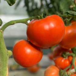 Tomate Reine de Saint Marthe AB - Sachet de 50 graines