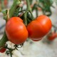 Tomate Reine de Saint Marthe AB - Sachet de 50 graines