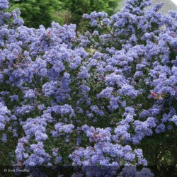 jardinerie - chozeau - pépiniere - jardin - arbuste - arbre - haie libre