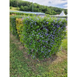 CEANOTHUS thyrsiflorus...