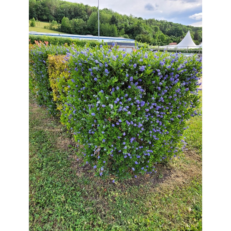 CEANOTHUS thyrsiflorus Skylark - Lilas de Californie