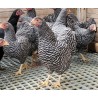 Poule Wyandotte naine reproducteur sélection