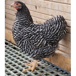 Poule wyandotte naine bleu barrée